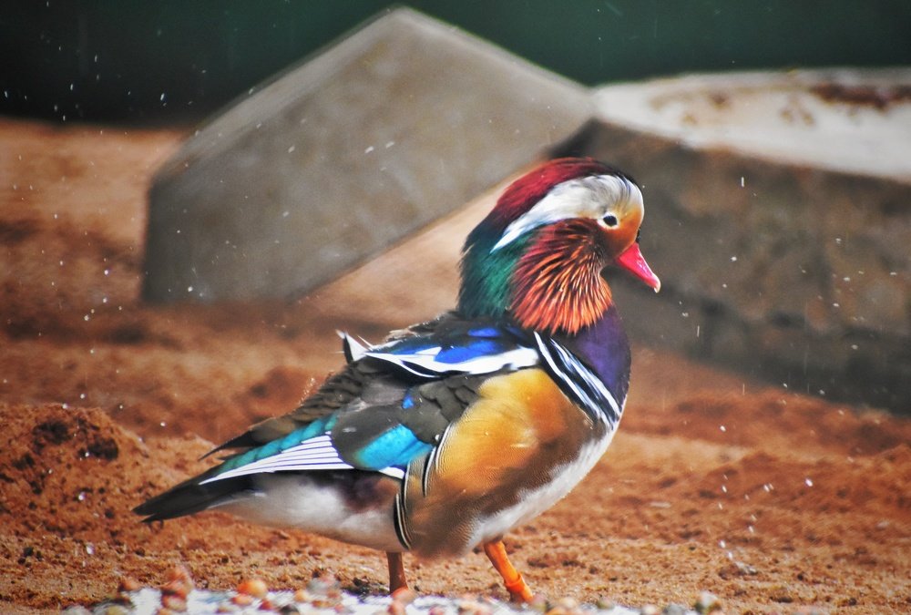 The image of colourful male mandarin duck.