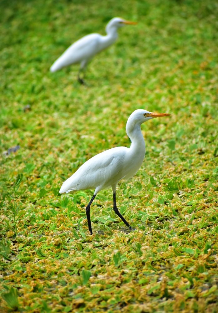 The great egret bird searching for food.