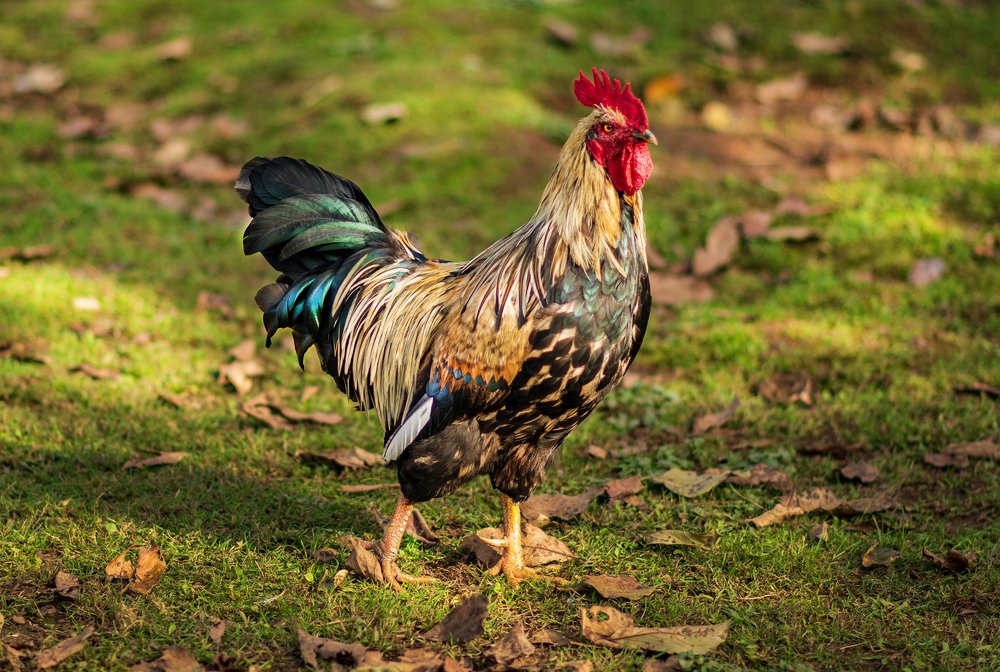 Photograph by Татьяна Мазепова