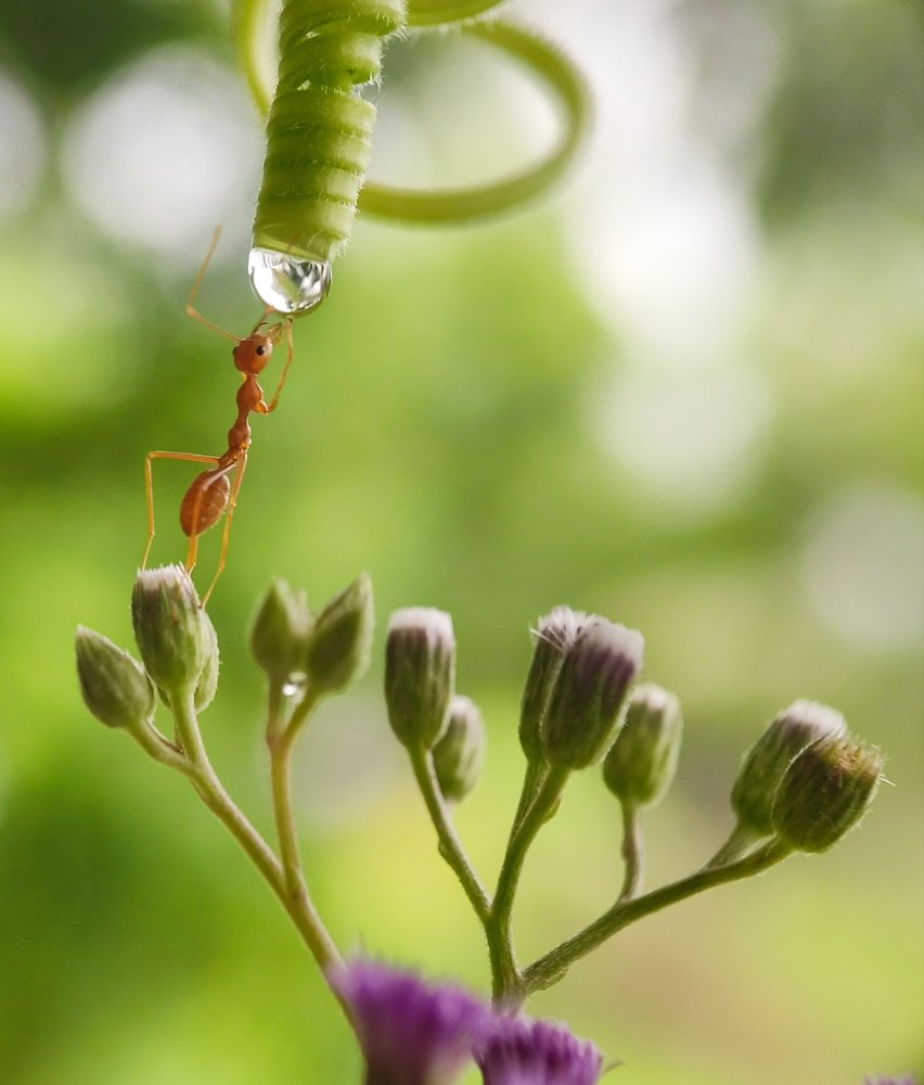 For a drop of water.