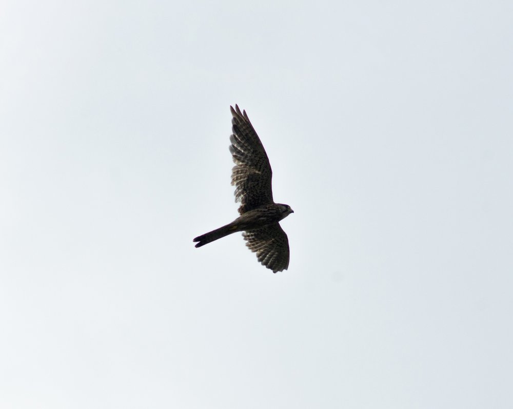 Photograph by Максим Захаров