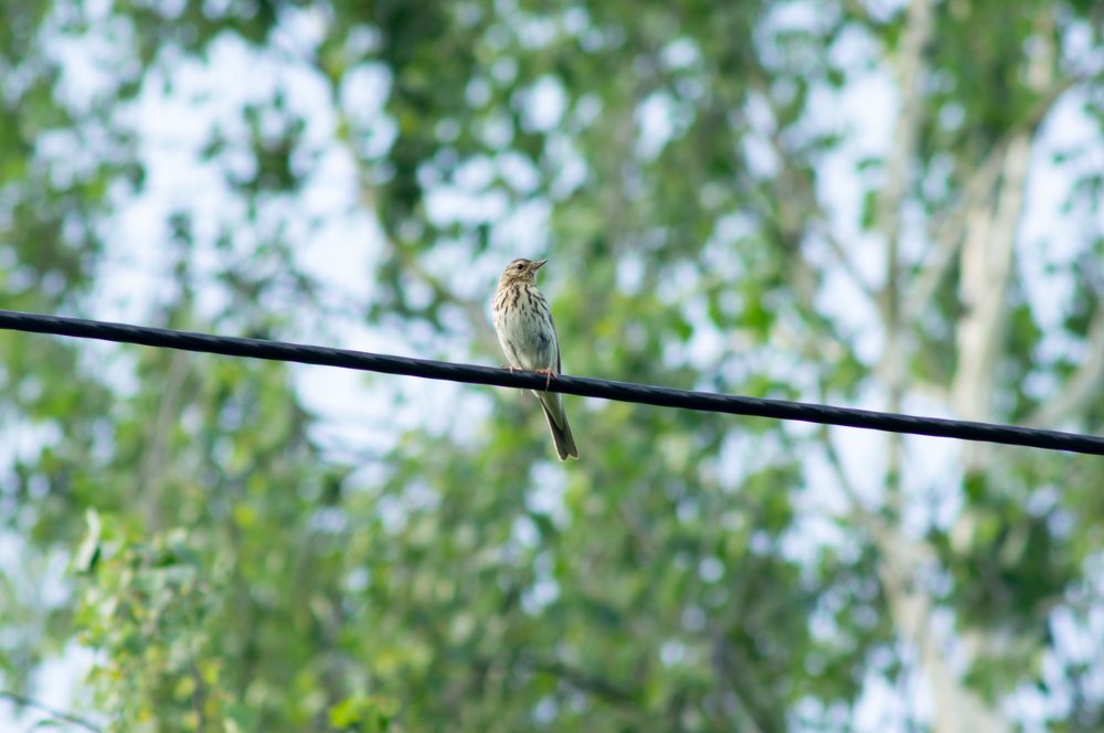 Photograph by Максим Захаров