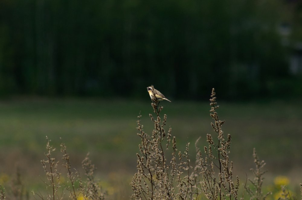 Photograph by Максим Захаров