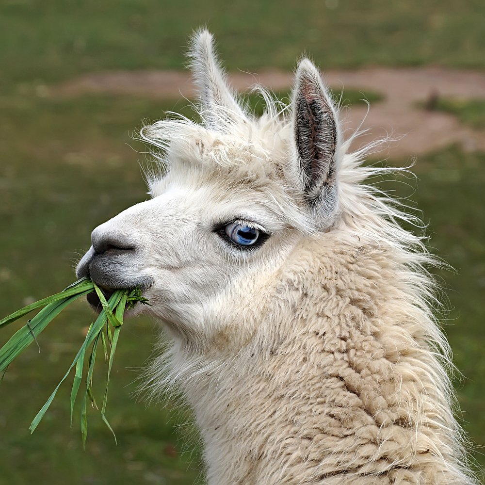 Photograph by Ольга Мусиенко