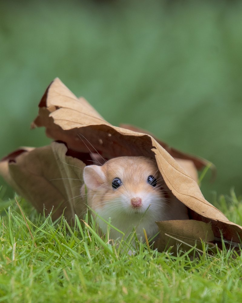 Фотография автора Susanty Tan