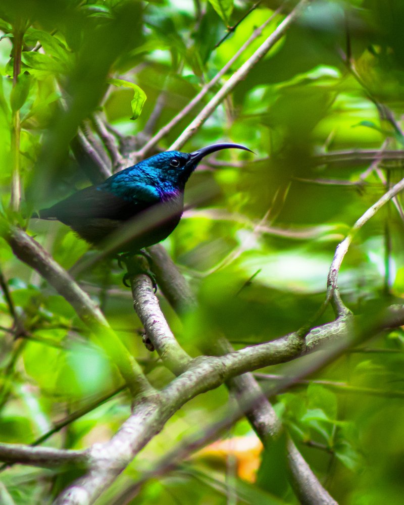 Half the face of a bird