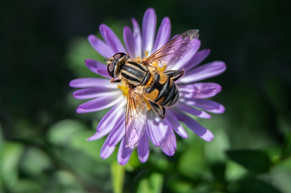 Photograph by Shahab Haghverdi