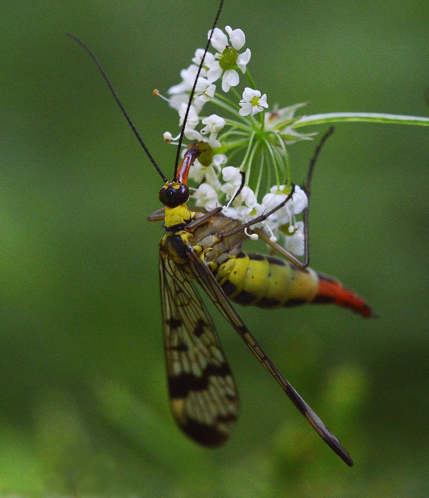 Фотография автора Сергей Суворов