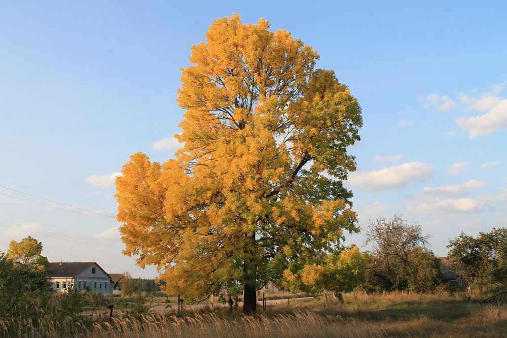 Золотое дерево