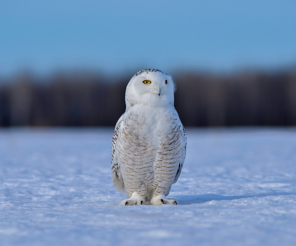 Juvenile Snow Owl