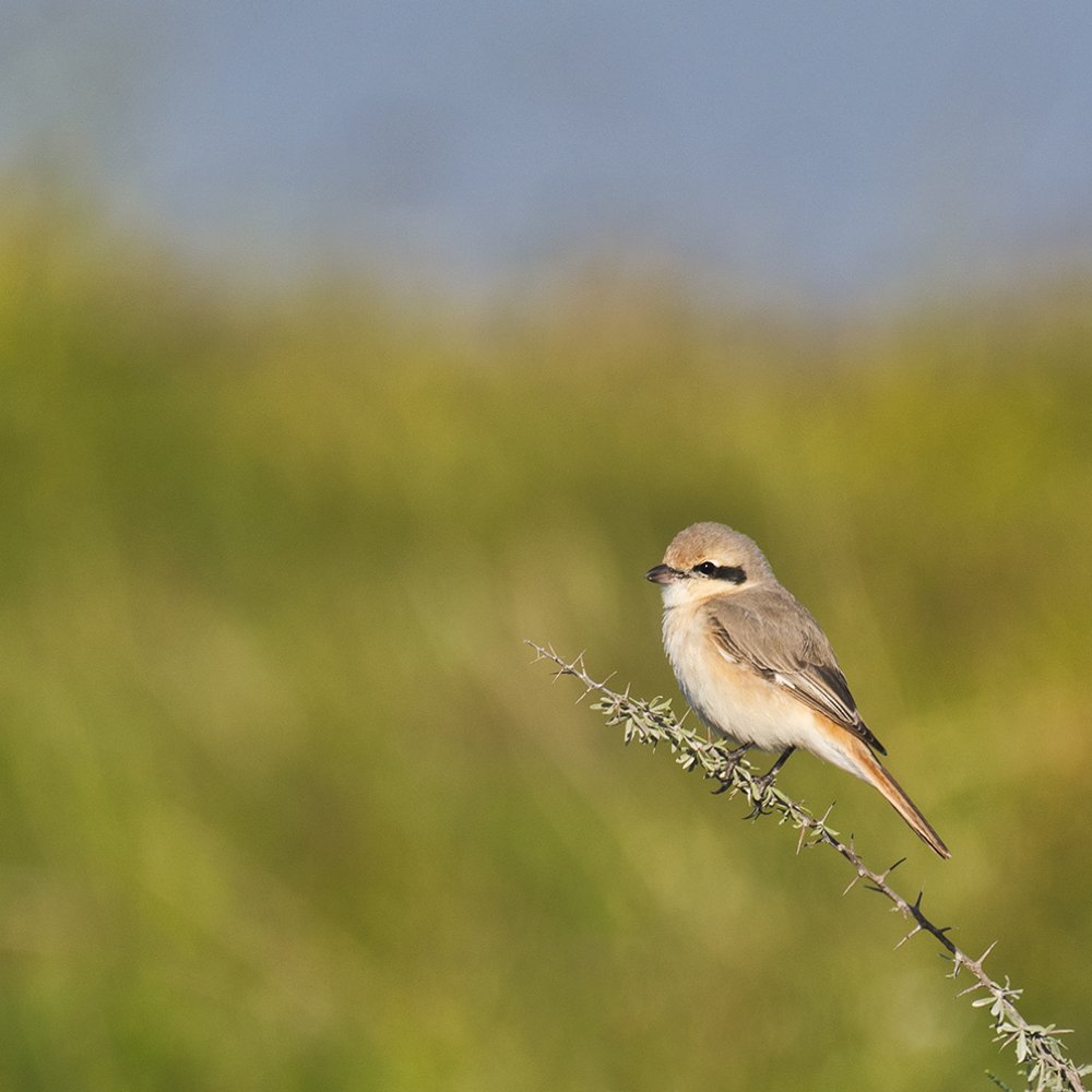 Photograph by Manjri Saxena