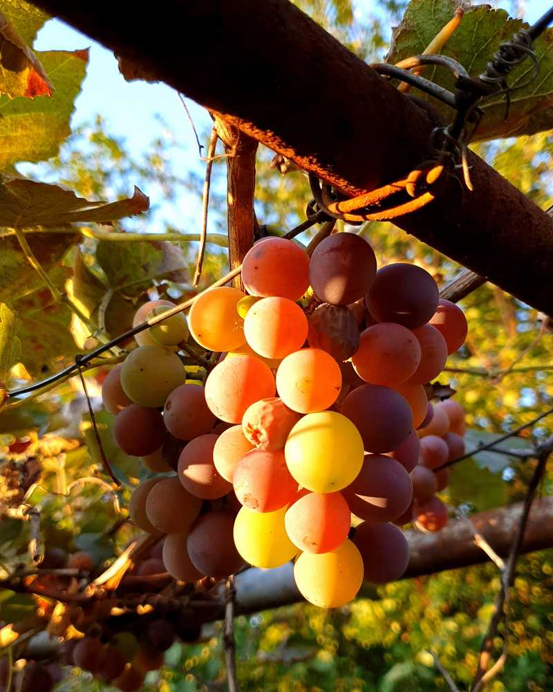 Photograph by Екатерина Маградзе