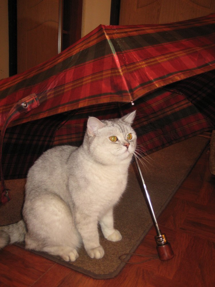 Photo #5066183