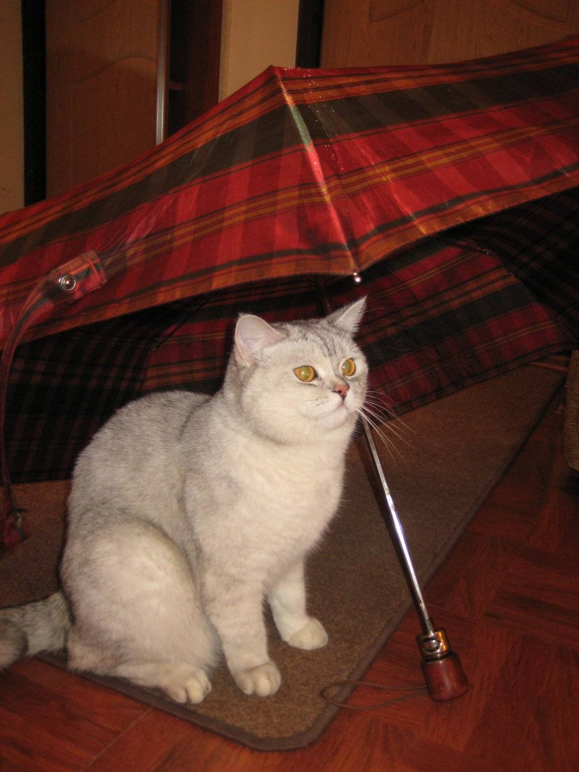 Photo #5066183