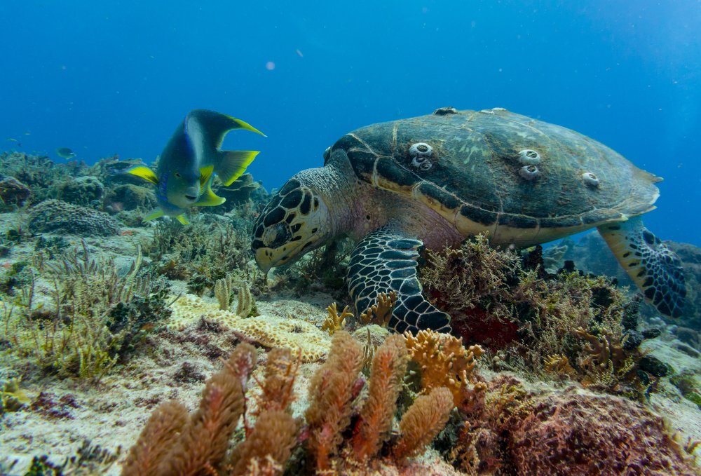 Loggerhead sea turtle eating watched by a King angelfish.