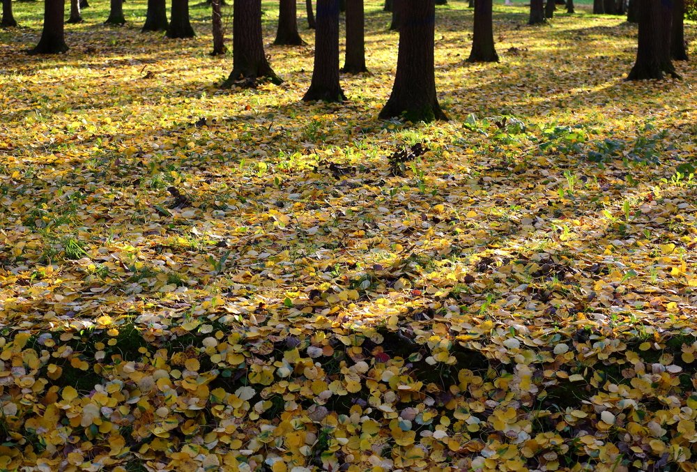 Photograph by Станислав Вершинин