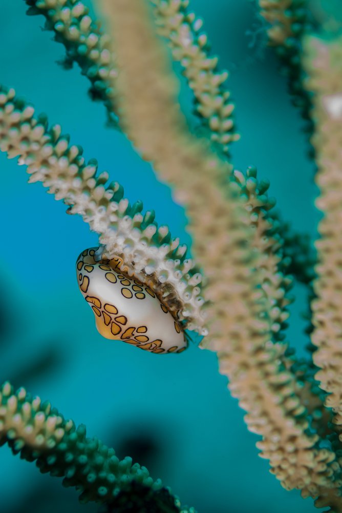 Flamingo tongue snail (Cyphoma gibbosum, Carribean Sea, Mexico