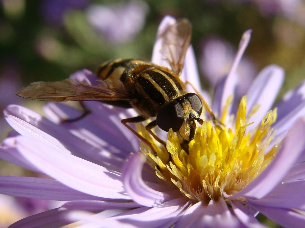 Фотография автора Павел Попов
