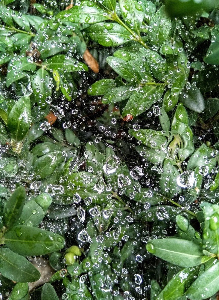 После дождя