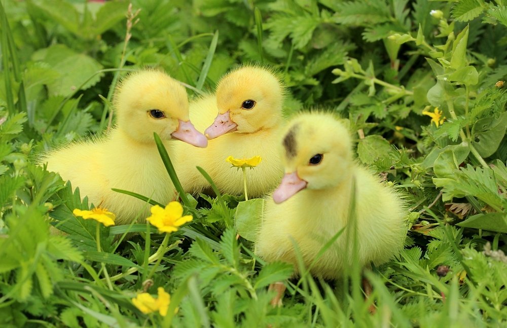 Photograph by Шруб (Беляева) Татьяна