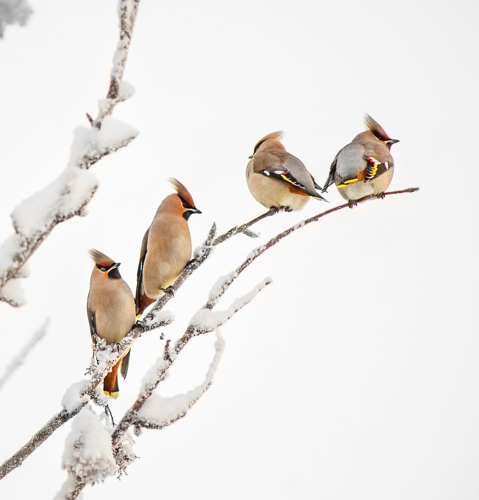 Photograph by Светлана Ржевская