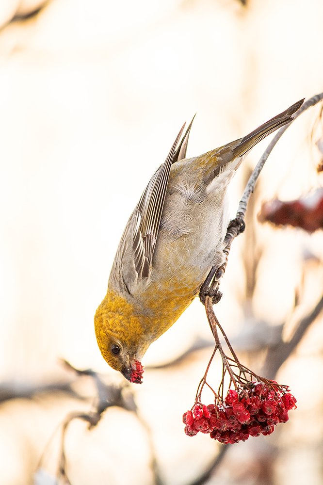 Photograph by Светлана Ржевская