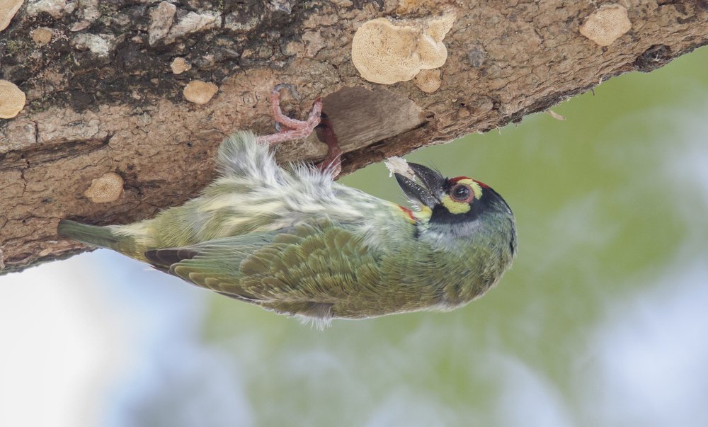 Photograph by Sourendra nath Bandyopadhyay