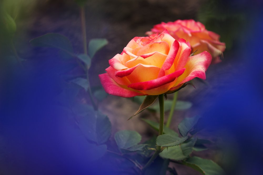 Photograph by Светлана Паршакова