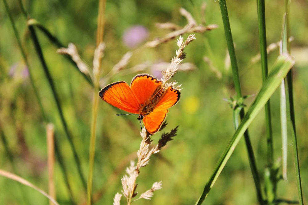 Photograph by Светлана Паршакова