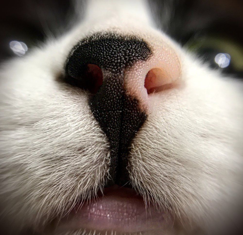 Photograph by Мария Шрейдер