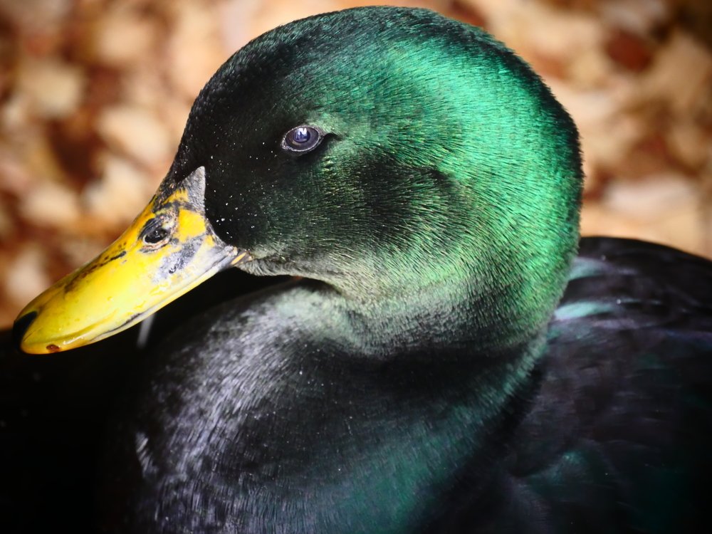 Утка Каюга.