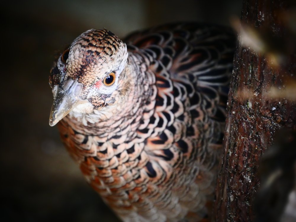 Молодая самочка фазана.