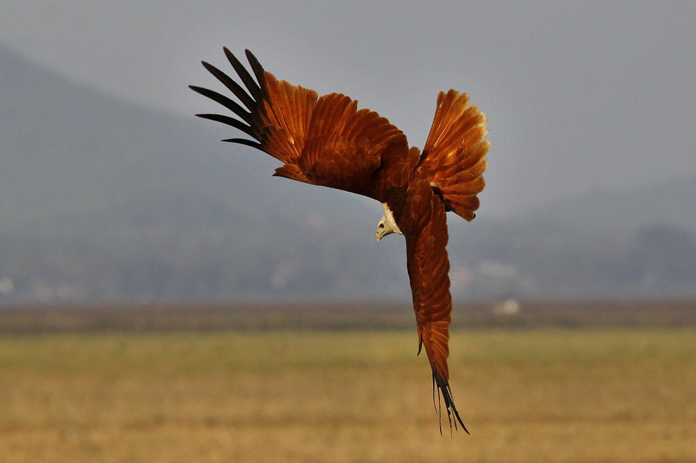 Photograph by Sourendra nath Bandyopadhyay