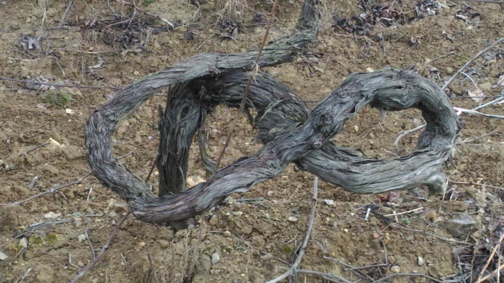 Бесконечность жизни