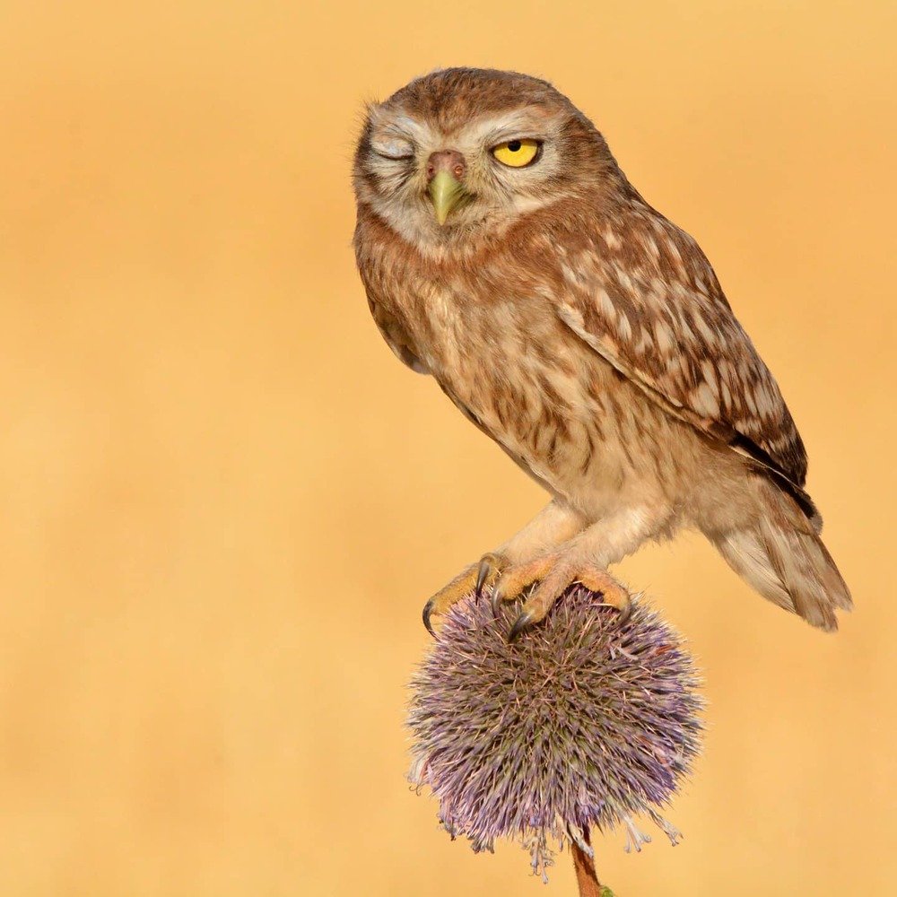 Photograph by Sohrab Niazi