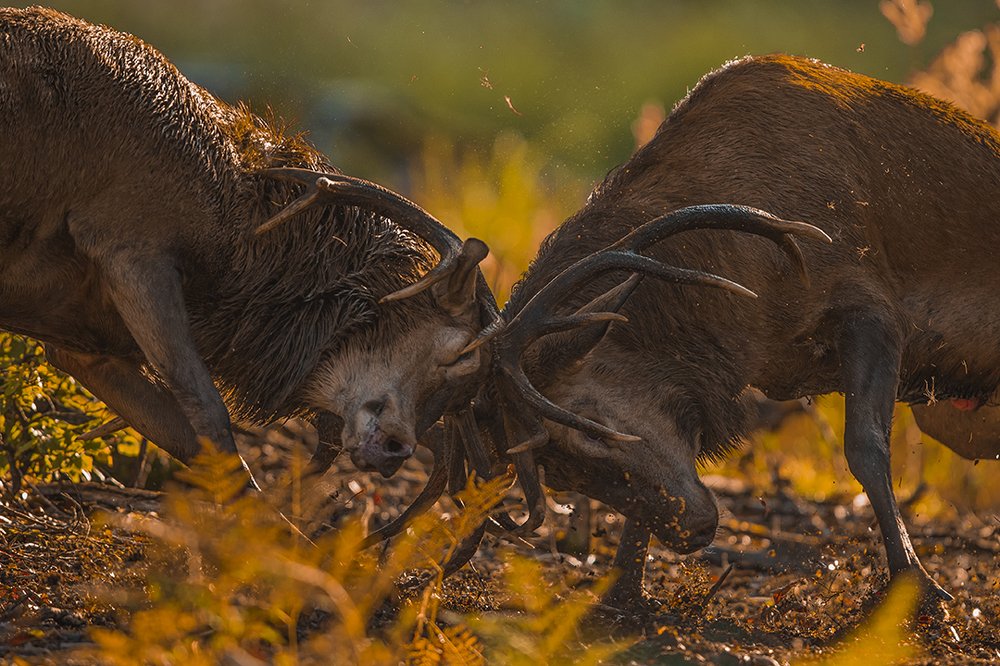 Photograph by Wieńczysław Rak