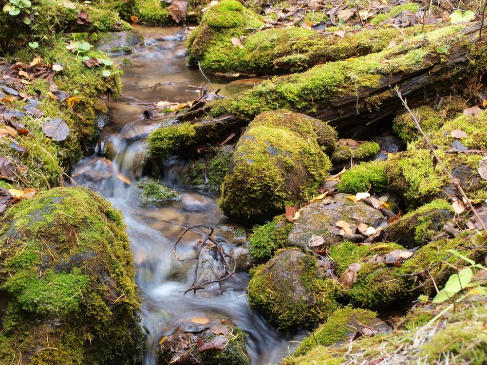 Dancing on the ripples of some quiet brook