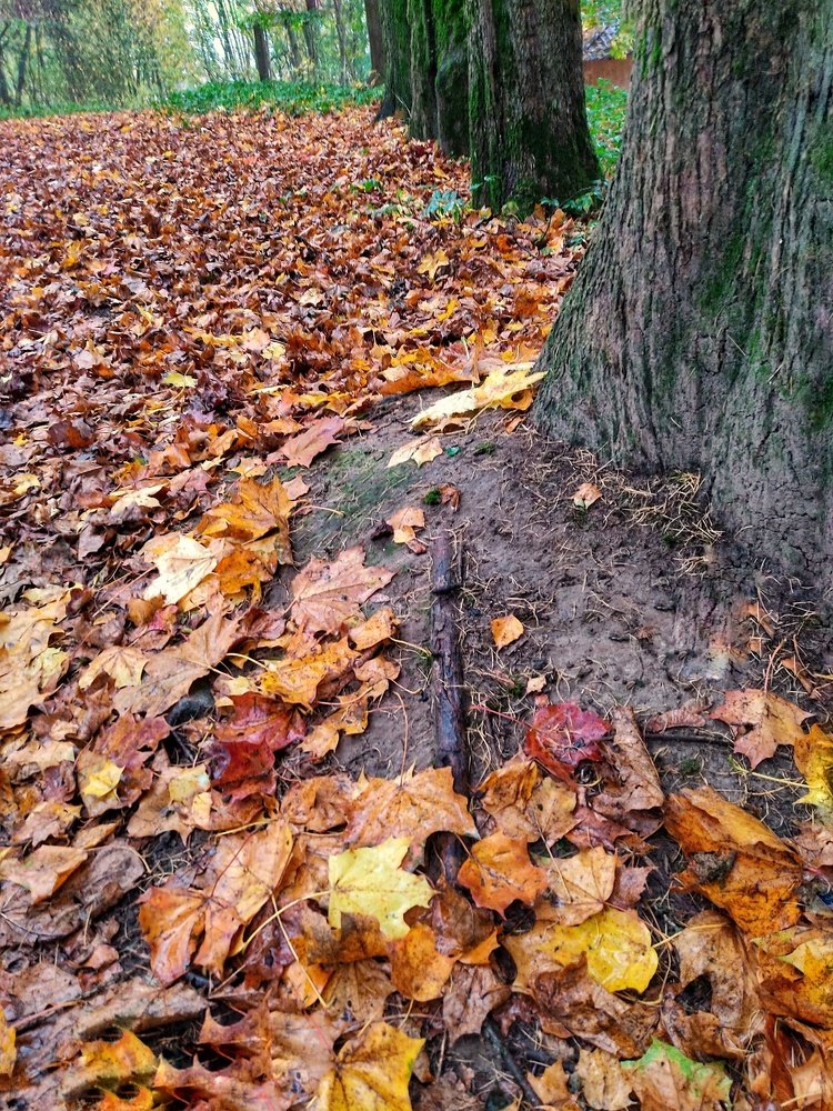 Краски осени