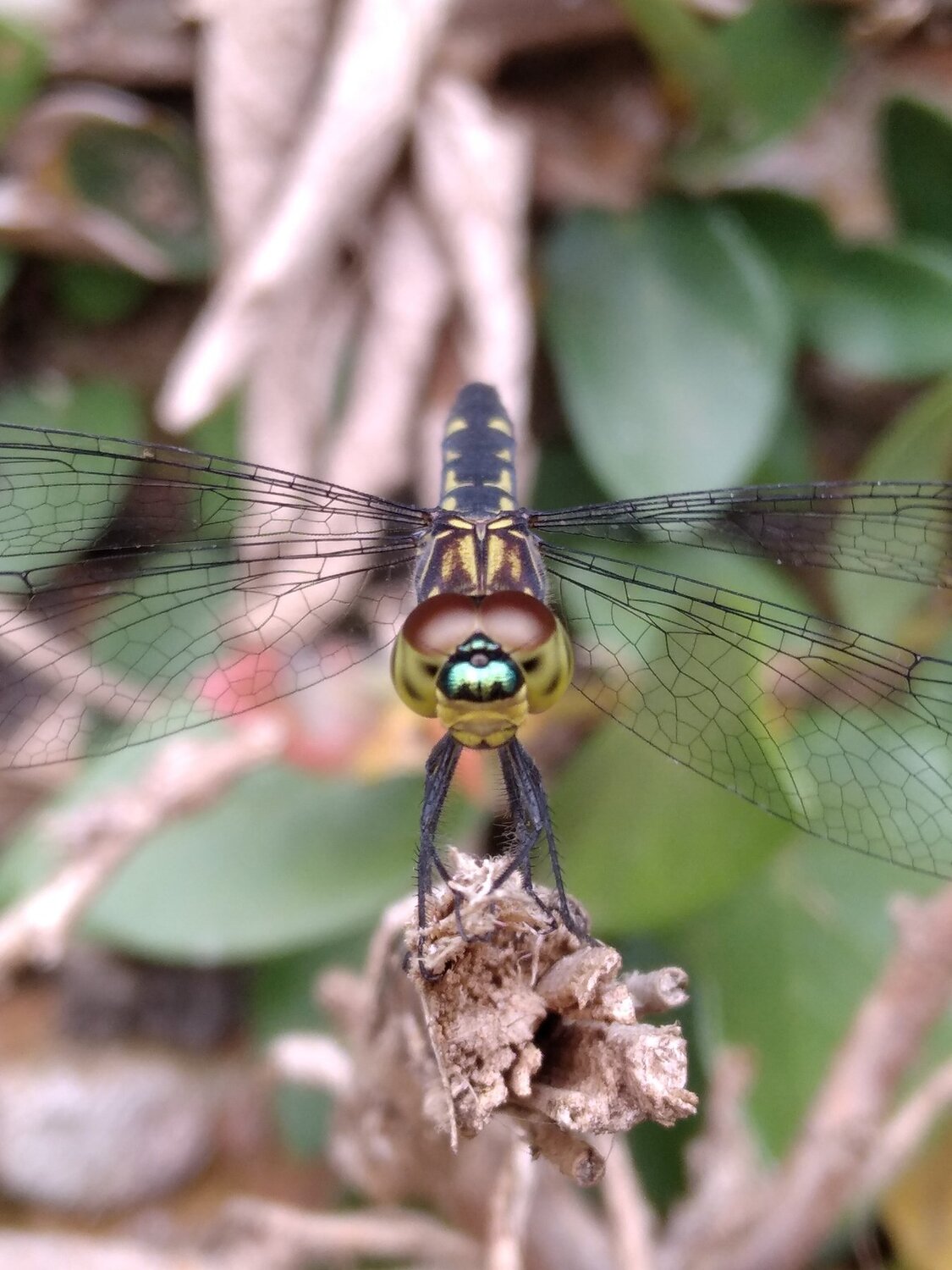 Dragonfly