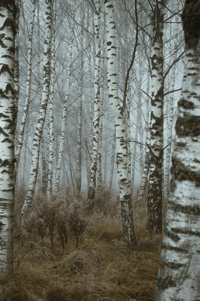 Photograph by Артем Полинин