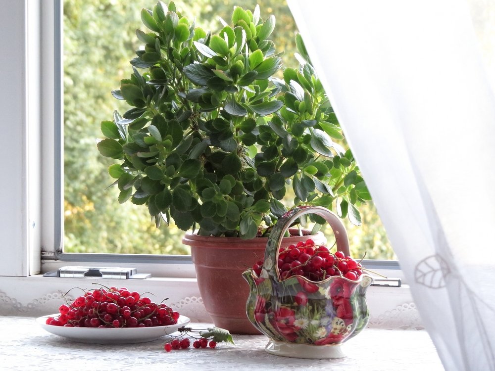 натюрморт с каланхоэ и красной смородиной