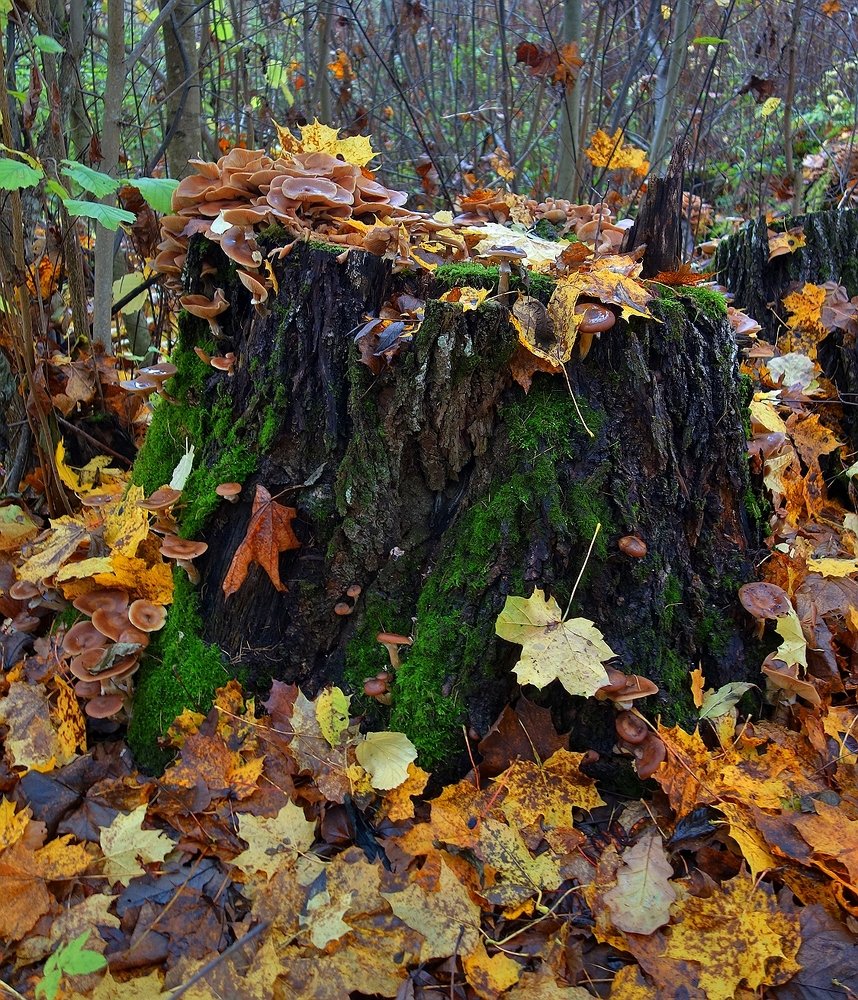 Photograph by Николай Шумилов