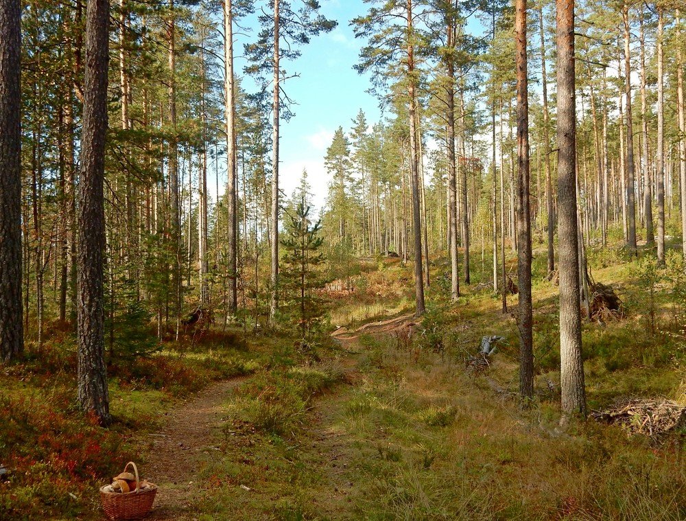 Photograph by Елена Гуляева