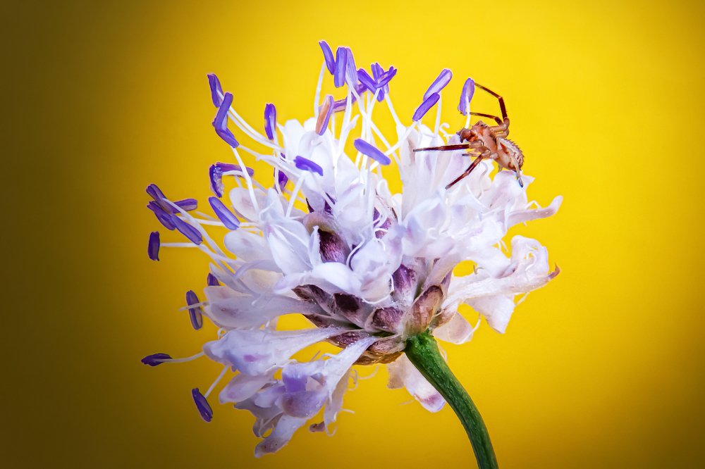 Photograph by Anas Shalash