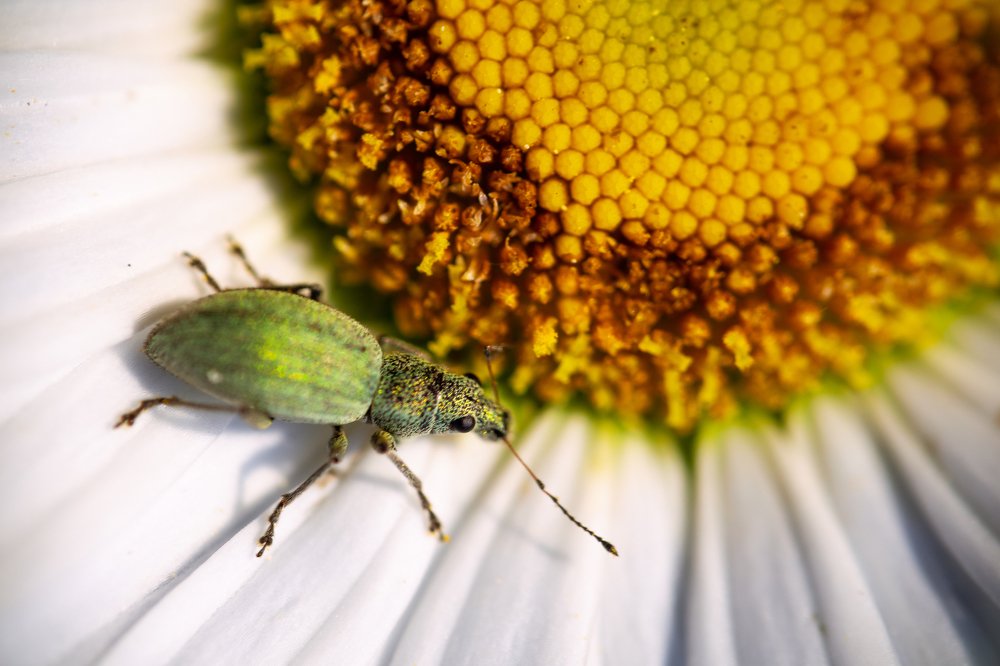 Photograph by Juraj Šulek