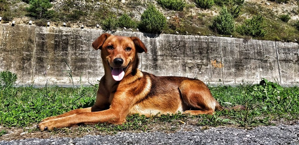 Фотография автора Milan Stipanovic