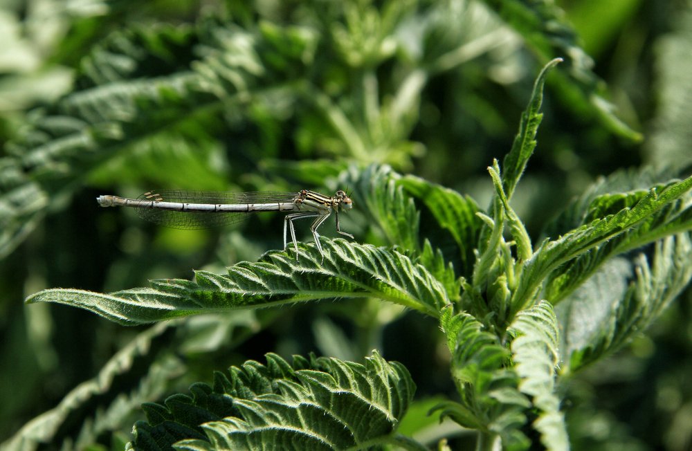 Photograph by Александр Малютин