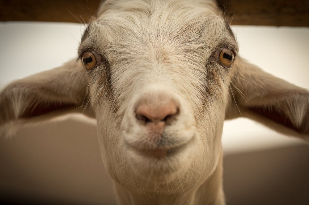 Photograph by Михаил Коган