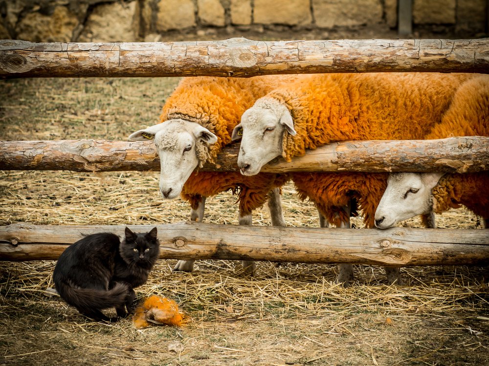 Photograph by Михаил Коган