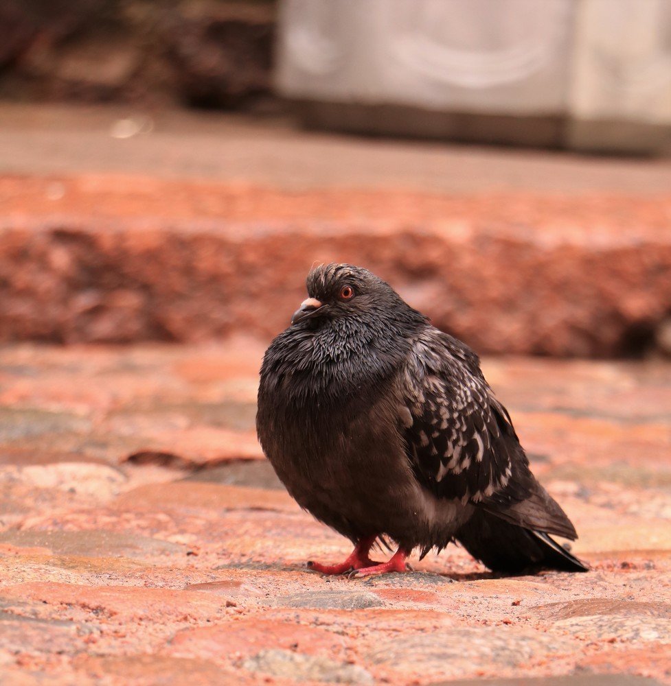 Photograph by Inga Butkovski